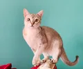 Singapura
