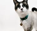 Snowshoe