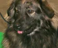 Cão pastor do Karst