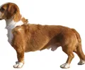 Basset da Vestfália