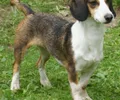 Basset de Westphalie