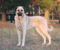 Cão Pastor da Anatólia