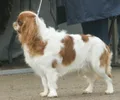 King Charles Spaniel
