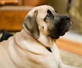 Mastiff