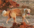 Cão de Montanha do Atlas