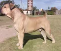 Boerboel