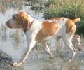 Braco Italiano
