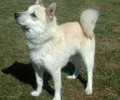 Buhund Norueguês