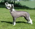 Cão de Crista Chinês