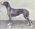 Antigo cão de aponte dinamarquês