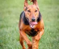 Chien courant serbe