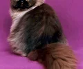 Persian