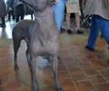 Cão Pelado Mexicano