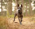 Chien nu mexicain