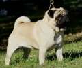 Pug