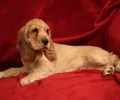 Cocker spaniel anglais