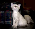 Thai