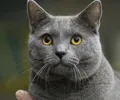 Chartreux