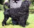 Cão de Água Português