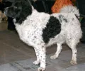 Cão de Água Frisão
