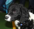Chien d'eau frison