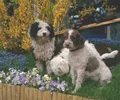 Chien d'eau espagnol