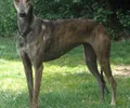 Galgo Espanhol