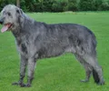 Wolfhound Irlandês