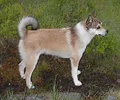 Lundehund norueguês