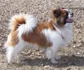 Spaniel Tibetano