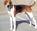 Foxhound americano