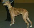 Galgo Húngaro