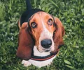 Basset Hound