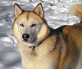 Husky sibérien