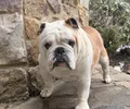 Bulldog anglais