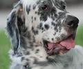 Setter anglais