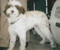 Lagotto romagnolo