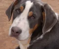 Grand bouvier suisse