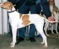 Pointer Inglês