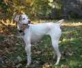 Pointer anglais