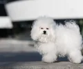 Bichon Bolonês