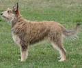 Berger de Picardie