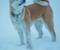 Akita Inu