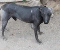 Chien nu du Pérou