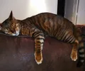 Toyger