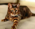 Toyger