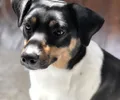 Ratonero bodeguero andaluz