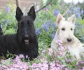 Terrier écossais