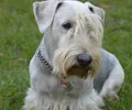 Terrier tchèque