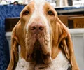 Cão de Santo Humberto